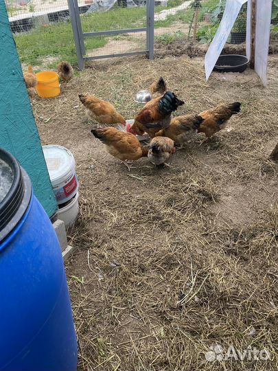 Кучинские куры молодки
