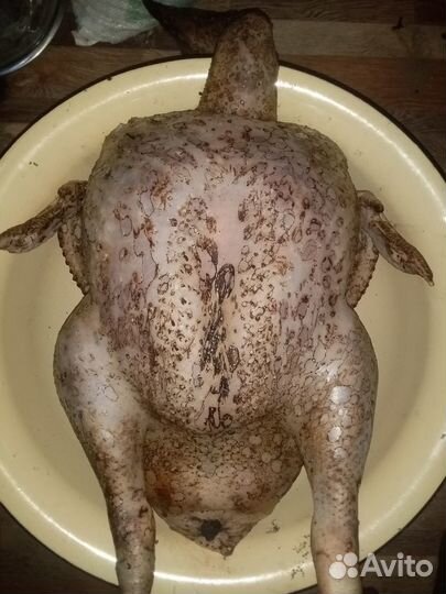 Мясо домашней индейки