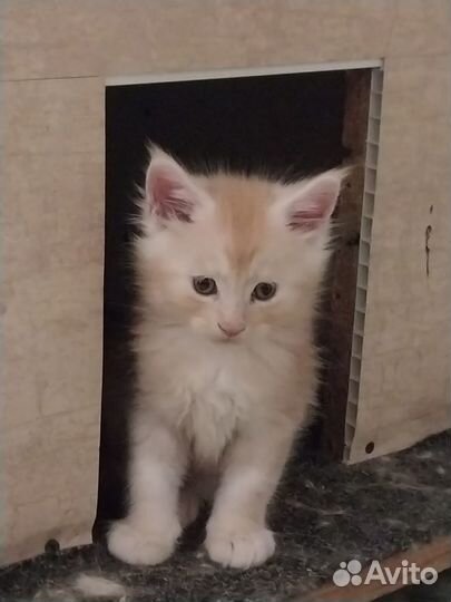 Котята мейн-кун