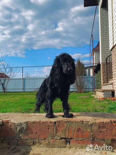 Щенки русский охотничий спаниель