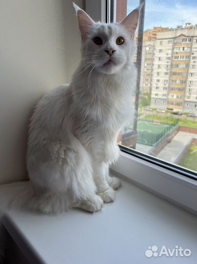 Стерилизация кошек и Кастрация котов