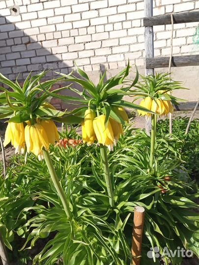 Рябчик императорский жёлтый