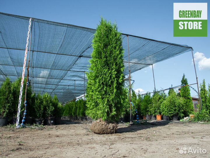 Туя колумна 2 м свежая копка 2023