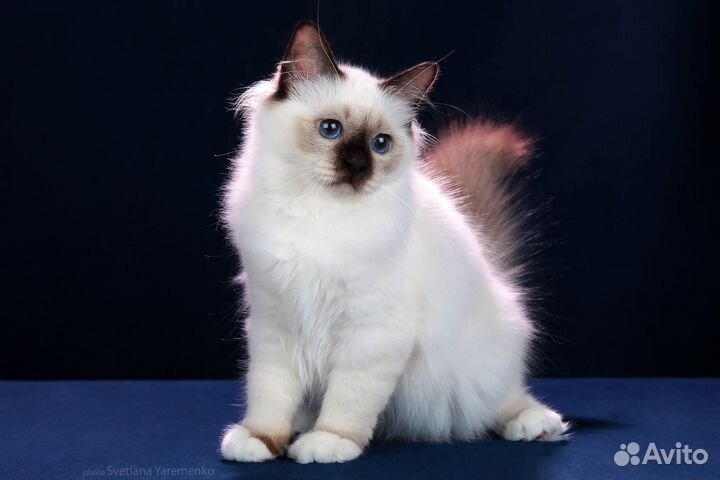 Котята священная бирма