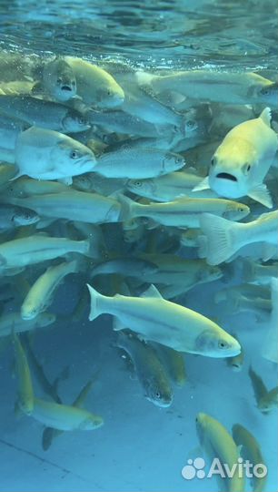 Форель живая