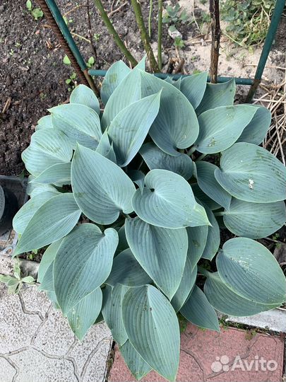 Розы, кустарники и другие растения