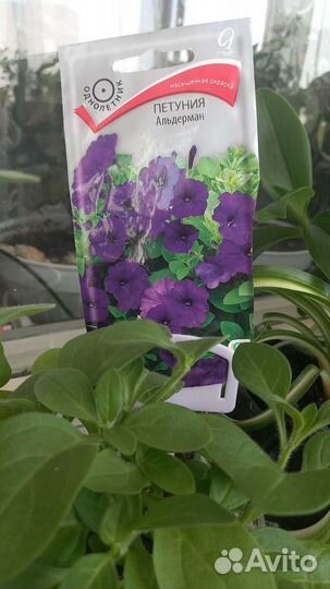 Петуния