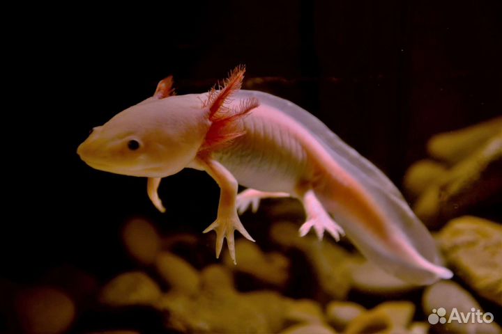 Аксолотль розовый/чёрный/золотой, речной Дракон