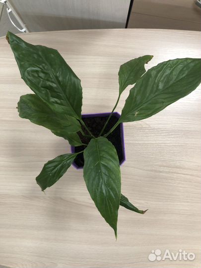 Спатифиллум