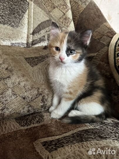 Котята в добрые руки даром