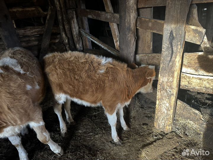 Коровы и телки