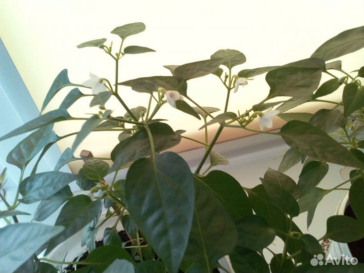 Комнатный перчик Огонёк