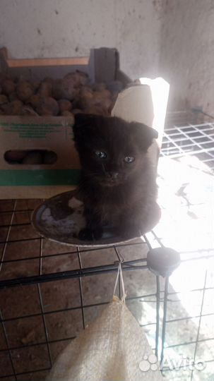 Котята в дар бесплатно
