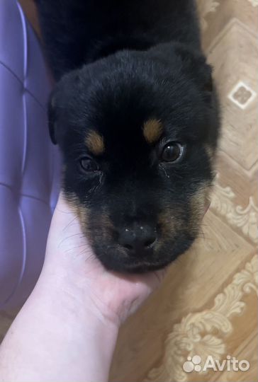 Собака ротвейлер