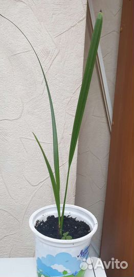 Финиковая пальма