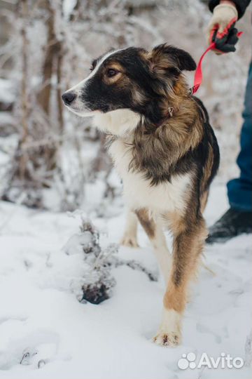 Собака Остин в добрые руки