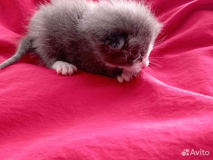 Котенок длинношерстный мальчик серо-белый