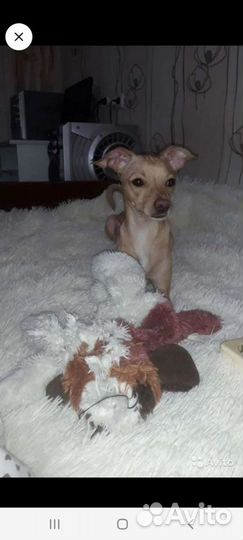 Вязка той-терьер