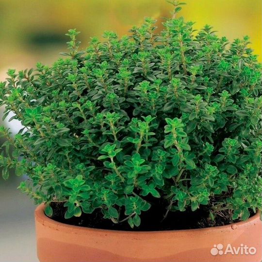 Тимьян ползучий чабрец Медок