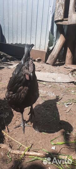 Петухи и индоутки