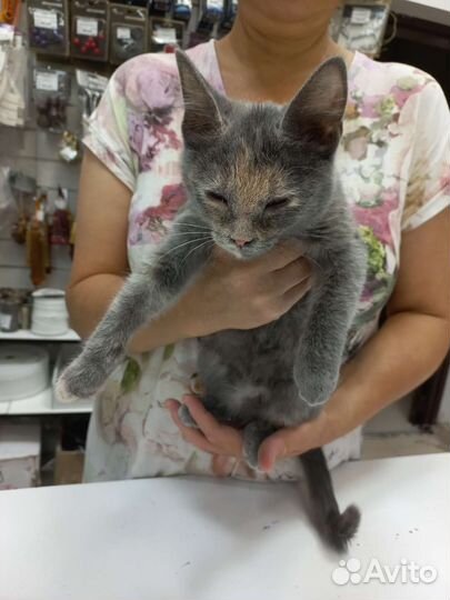 Кошка в дар