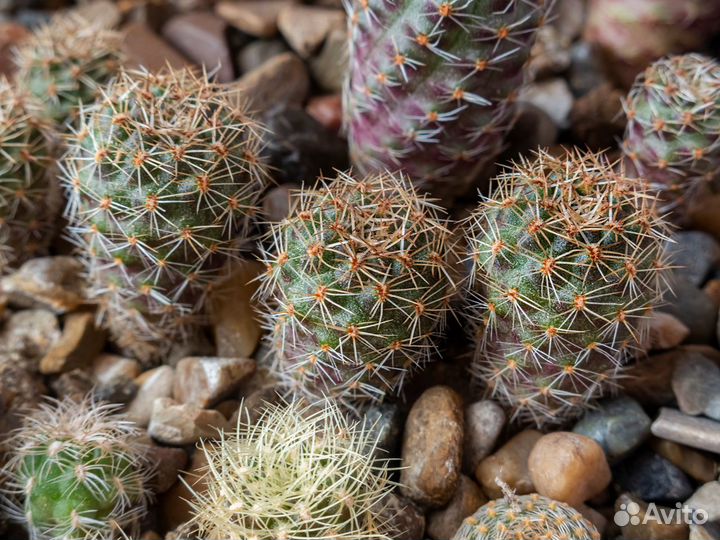 Кактусы разные
