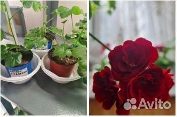 Пеларгония герань