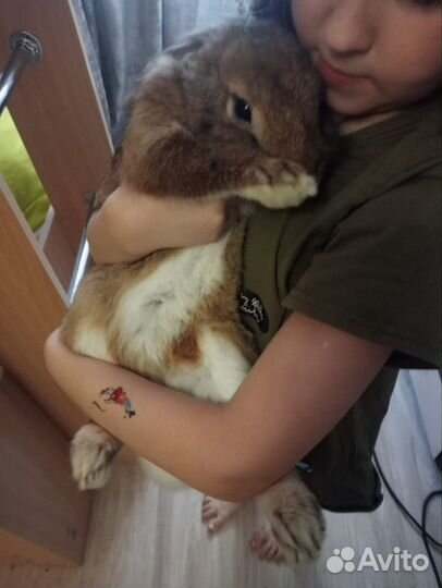 Декоративные карликовые кролики с клеткой