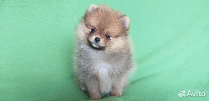 Шпицули малыши