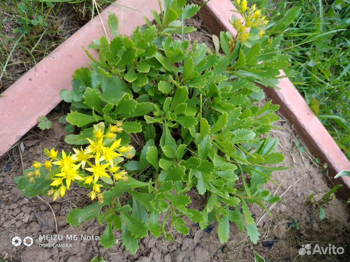 Цветы многолетники