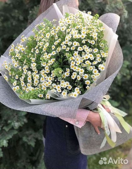 Цветы ромашки