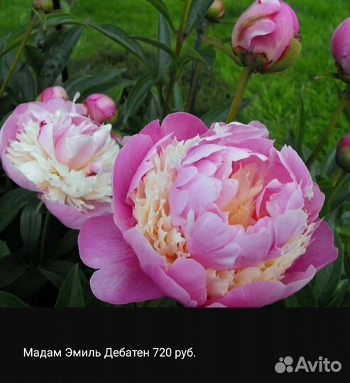 Пионы, саженцы