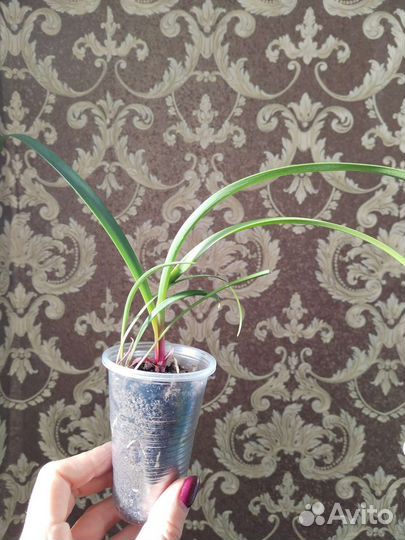 Валотта семейства амариллис луковицы