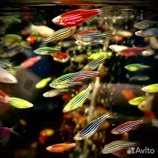 Аквариумные рыбки