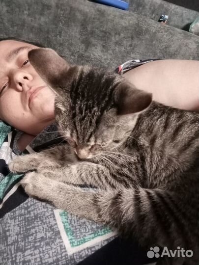 Потерялся котёнок, 5 месяцев