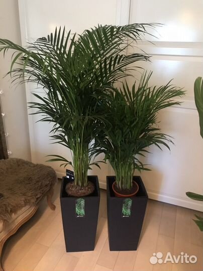 Пальма Арека, дипсис, в наличии