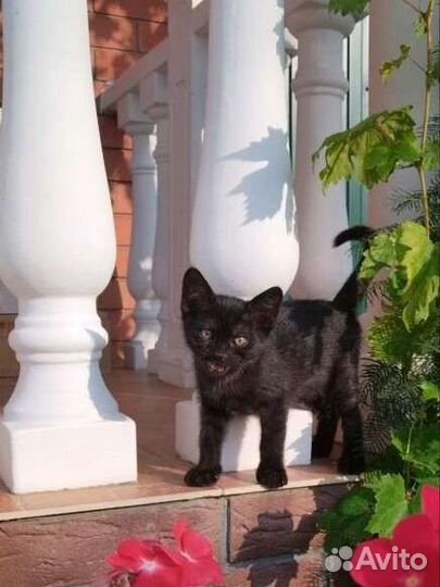 Замечательные котята