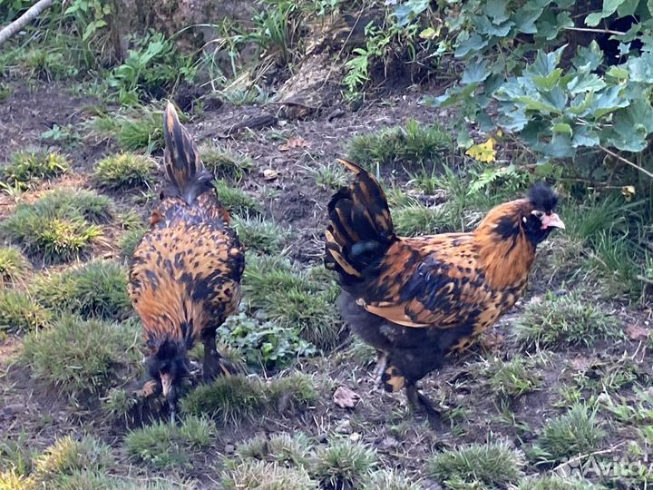 Павловские Молодые петухи