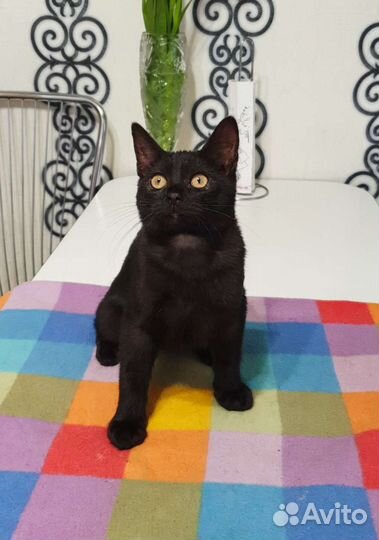 Котенок Яша ищет дом