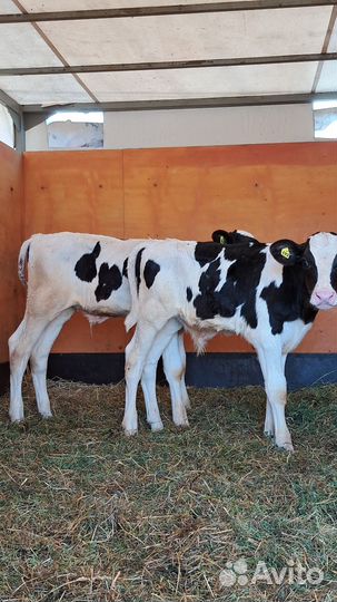 Бычки холмогоры