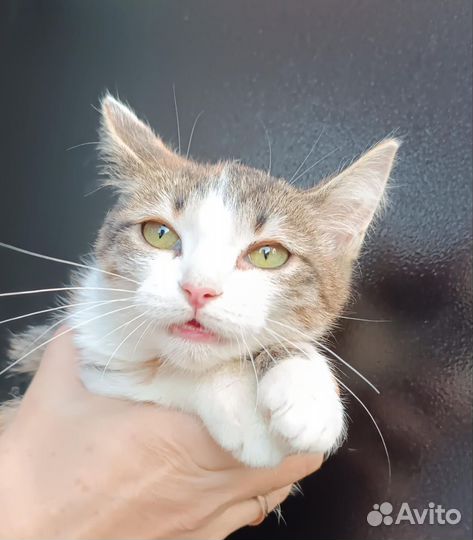 Котёнок девочка в добрые руки