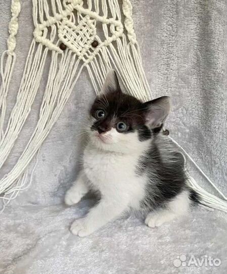 Котенок в добрейшие ручки