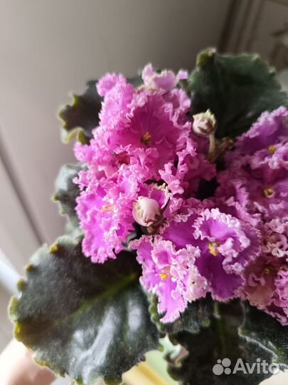 Сортовые фиалки