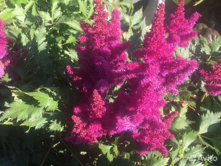 Цветы садовые сортовые