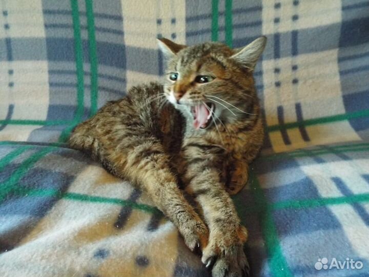 Кошечка сама нежность