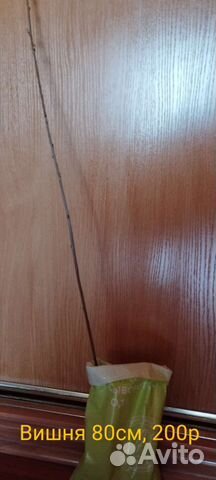 Вишня Шоколадница