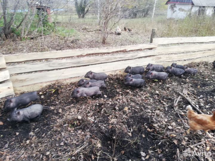 Въетнамские вислобрюхие поросята