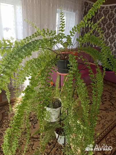 Папоротник нефролепис ажурный