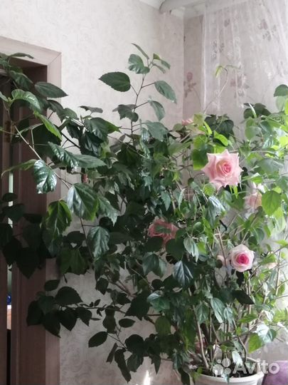 Гибискус китайская роза