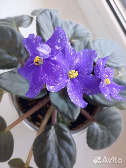 Фиалки цветущие